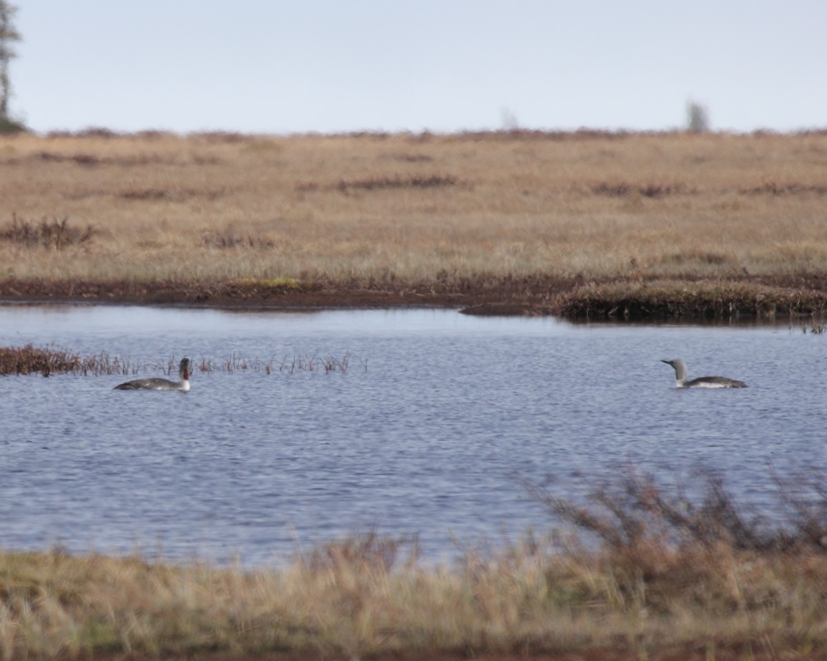 Red-throated Loon - ML35228981