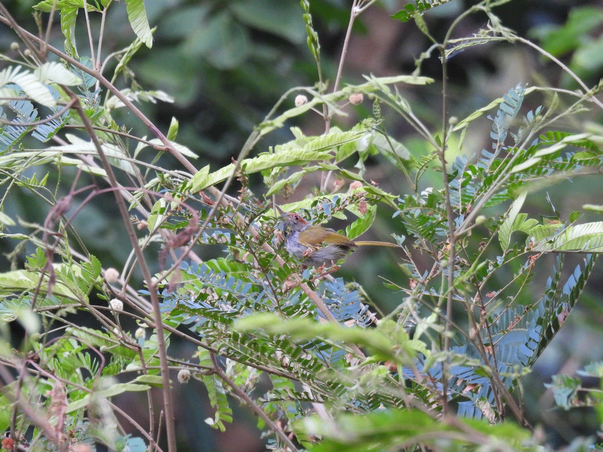Dark-necked Tailorbird - Thananh KH.