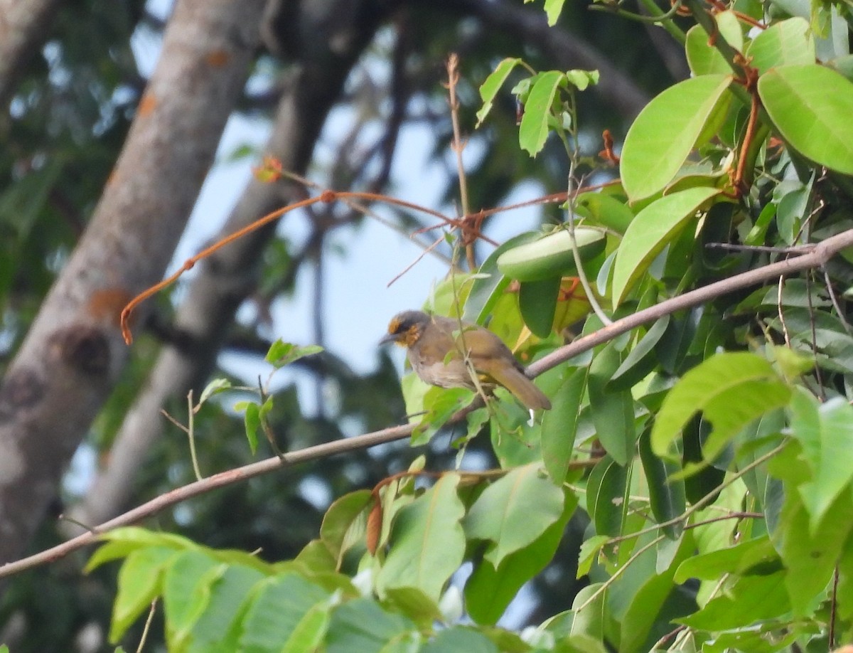 Stripe-throated Bulbul - ML352290281