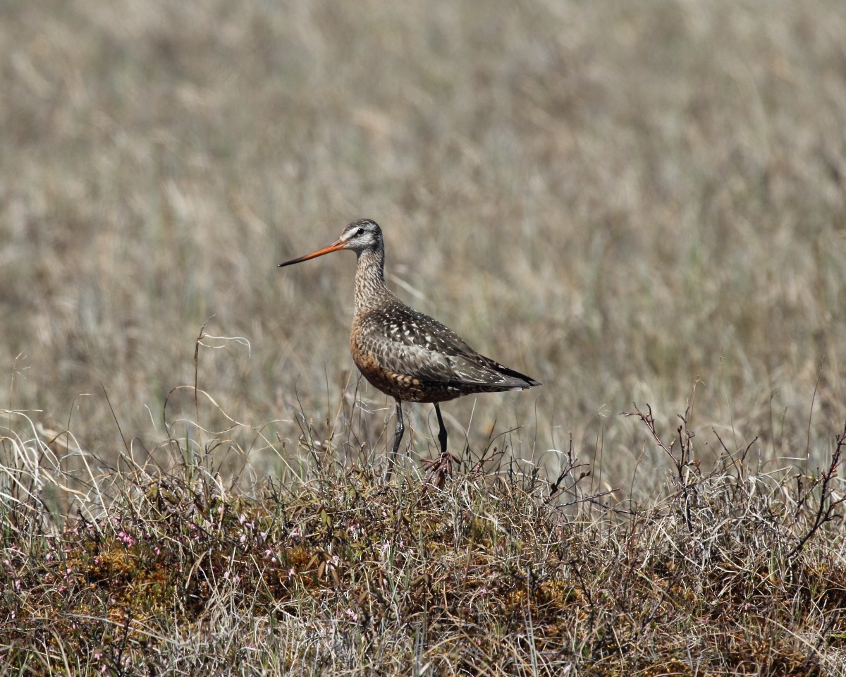 Hudsonian Godwit - ML35229131