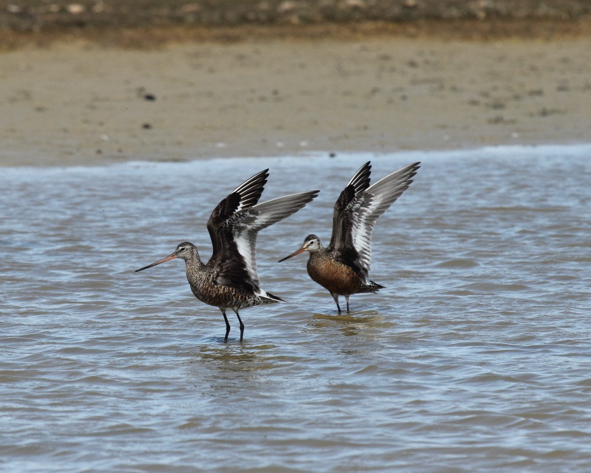 Hudsonian Godwit - ML35229211