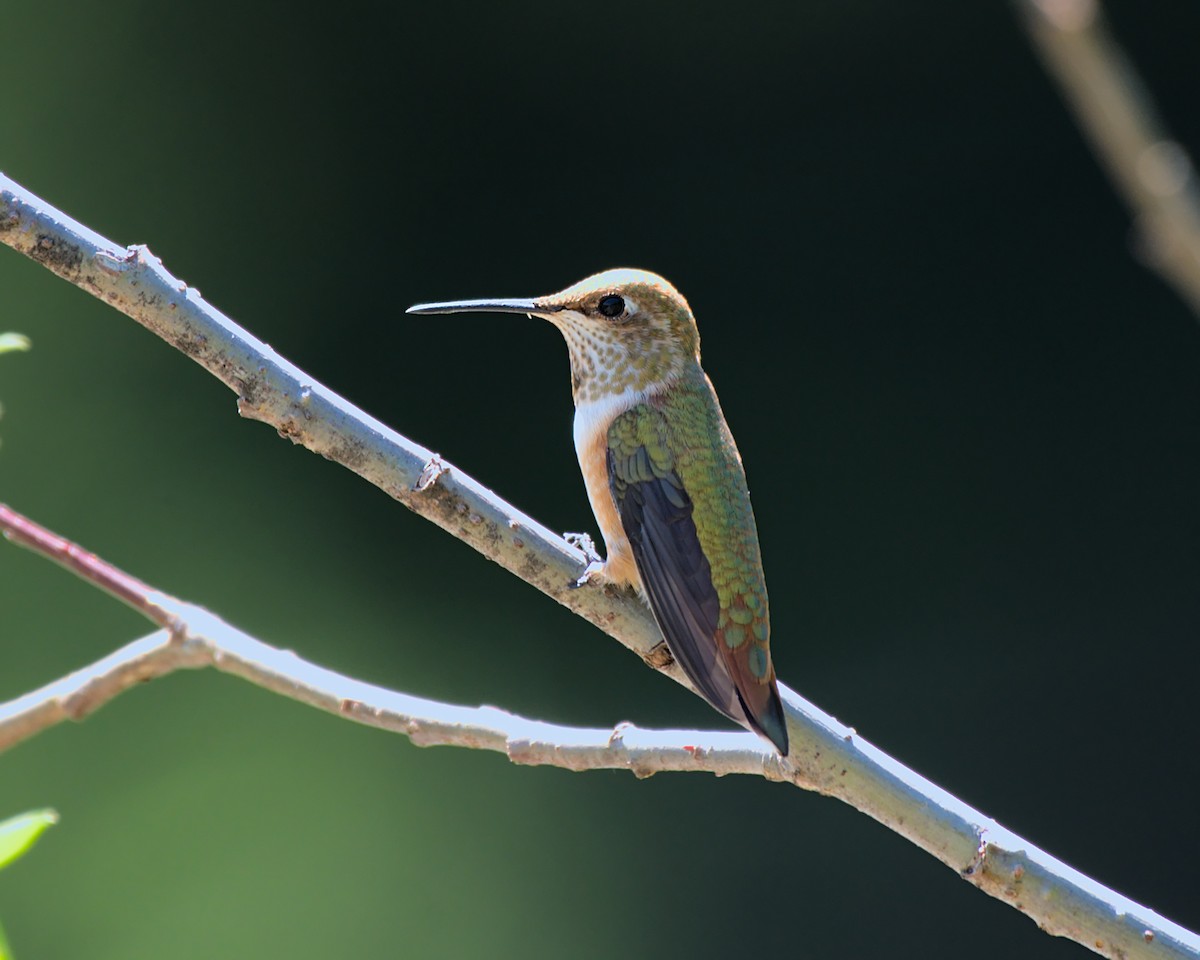 Rufous Hummingbird - ML352293271