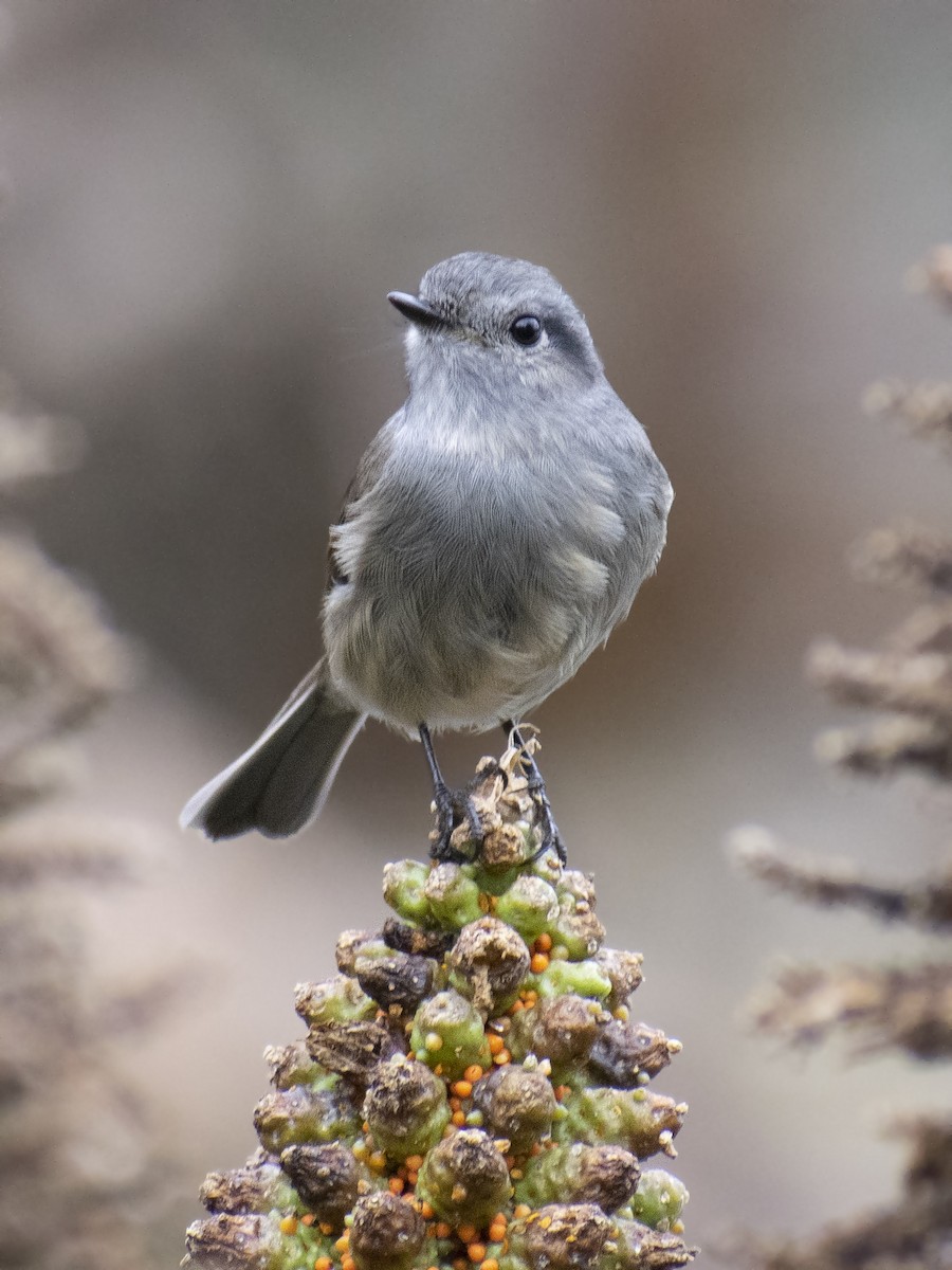 Patagonian Tyrant - ML352293801