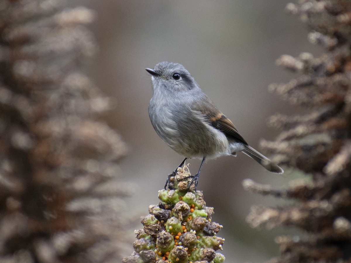 Patagonian Tyrant - ML352293871