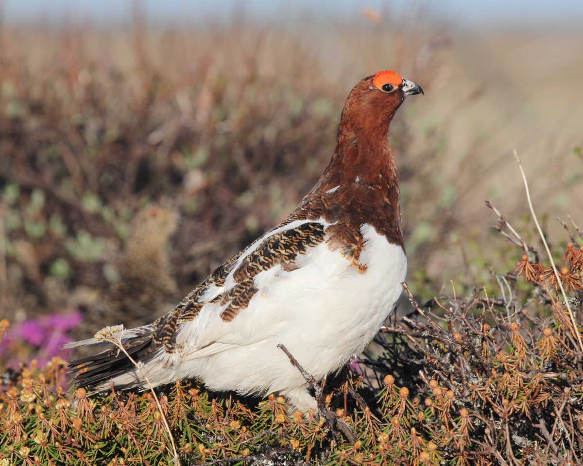 Willow Ptarmigan - Mike V.A. Burrell