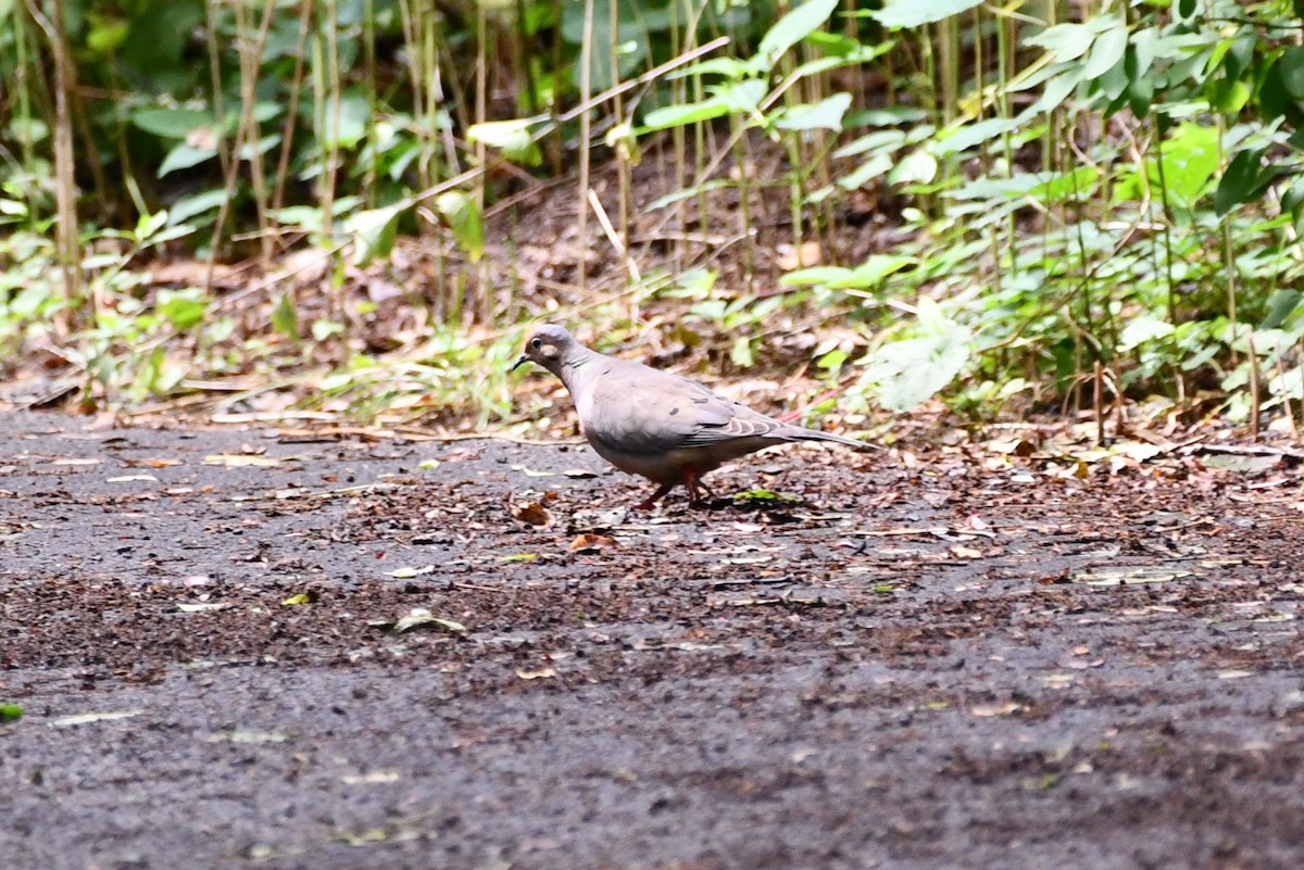 Mourning Dove - ML352294691