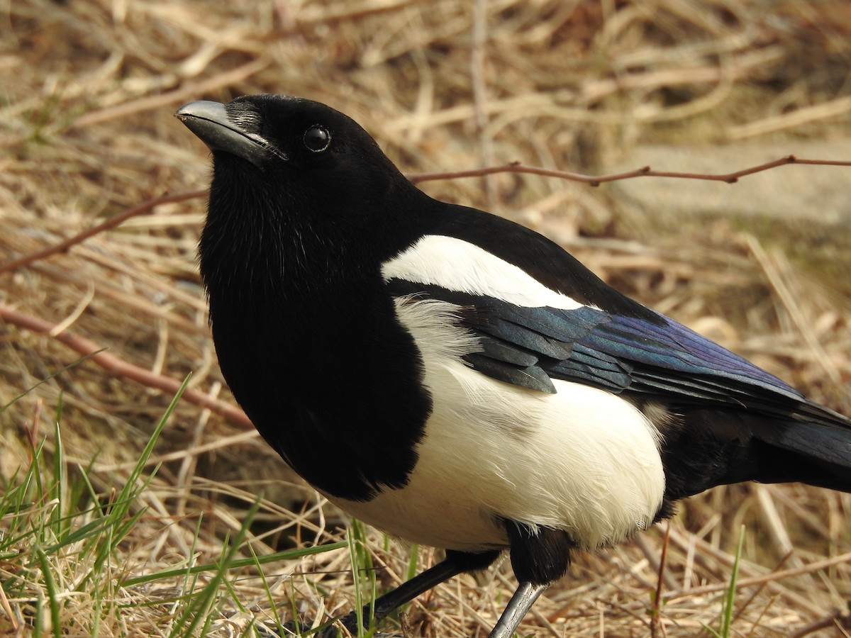 Oriental Magpie - ML352295091
