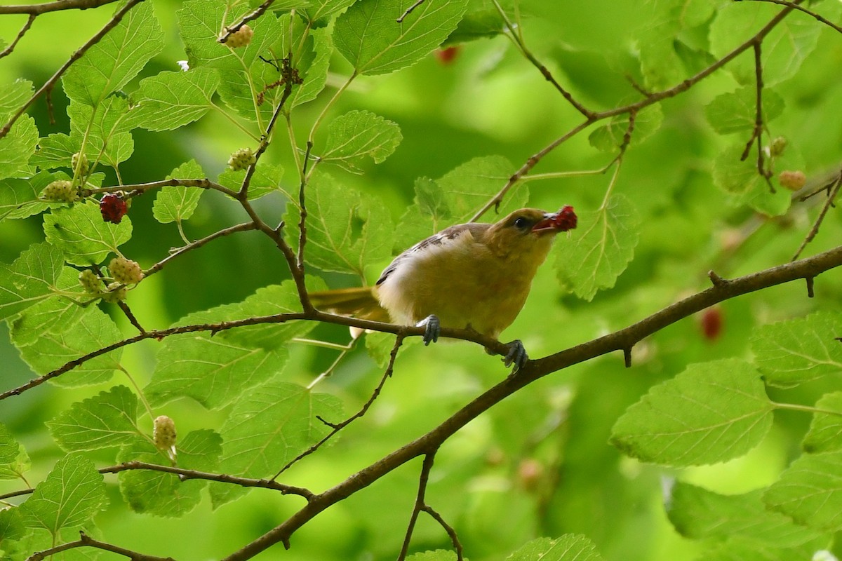 Oriole de Baltimore - ML352295151