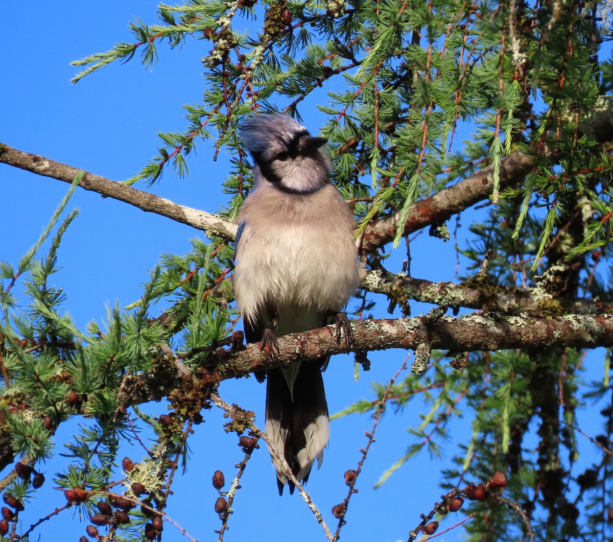 Blue Jay - ML352296261