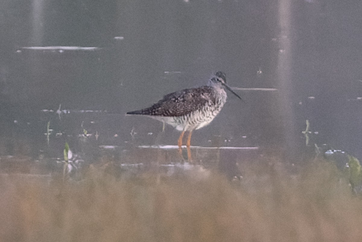 Greater Yellowlegs - ML352296661