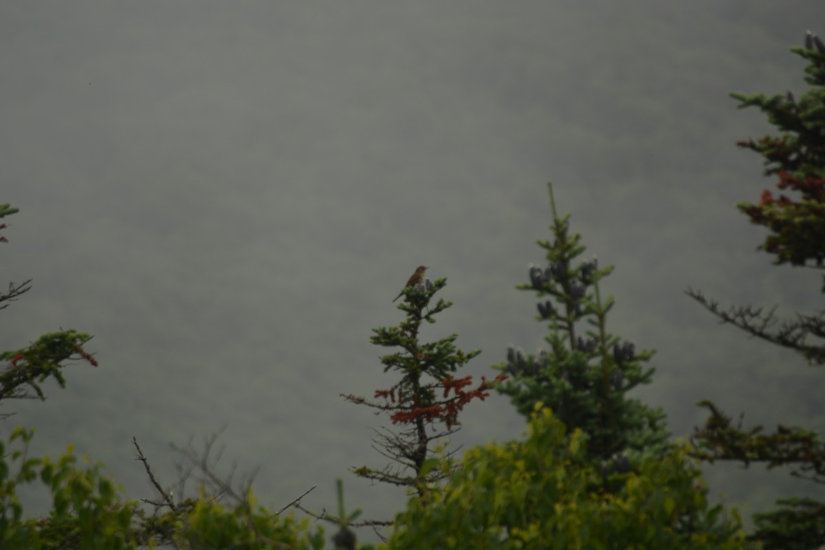 Bicknell's Thrush - ML352296671