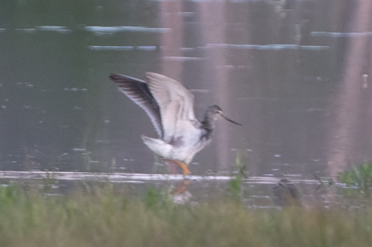 Greater Yellowlegs - ML352296681