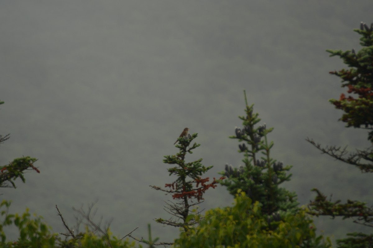 Bicknell's Thrush - ML352296691