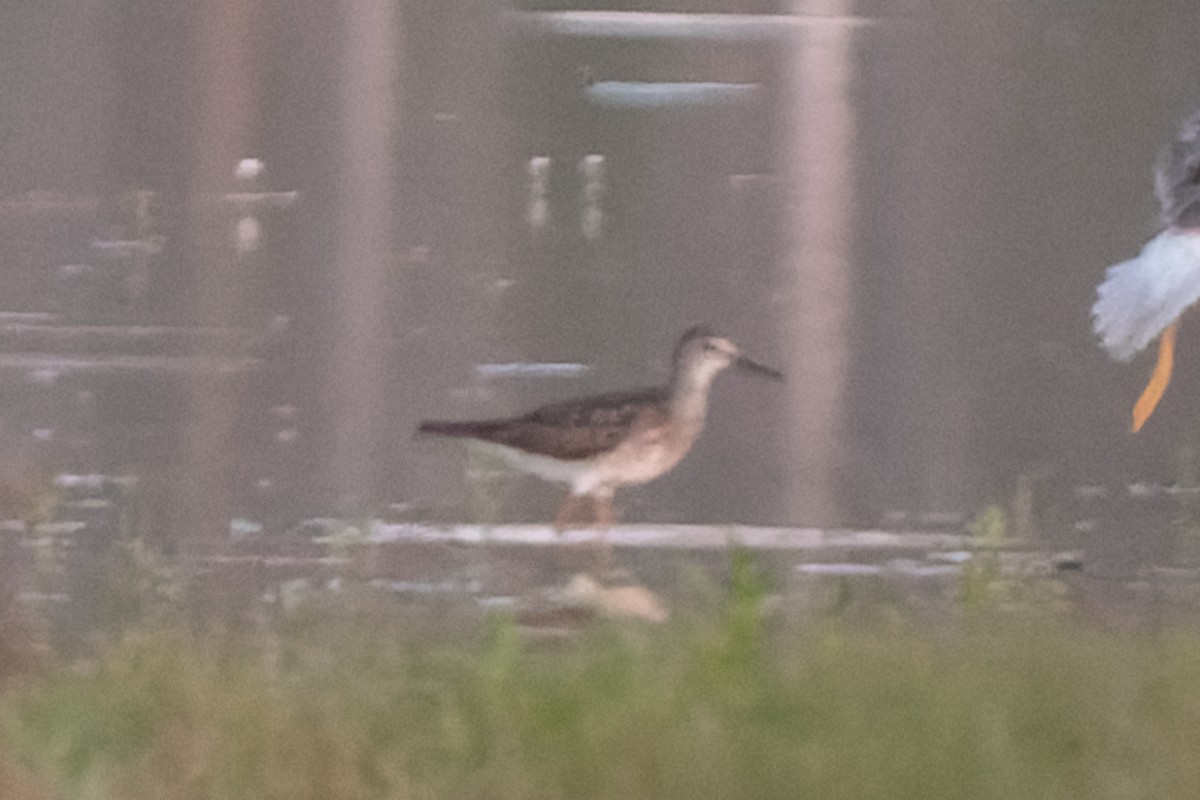 Lesser Yellowlegs - ML352296701