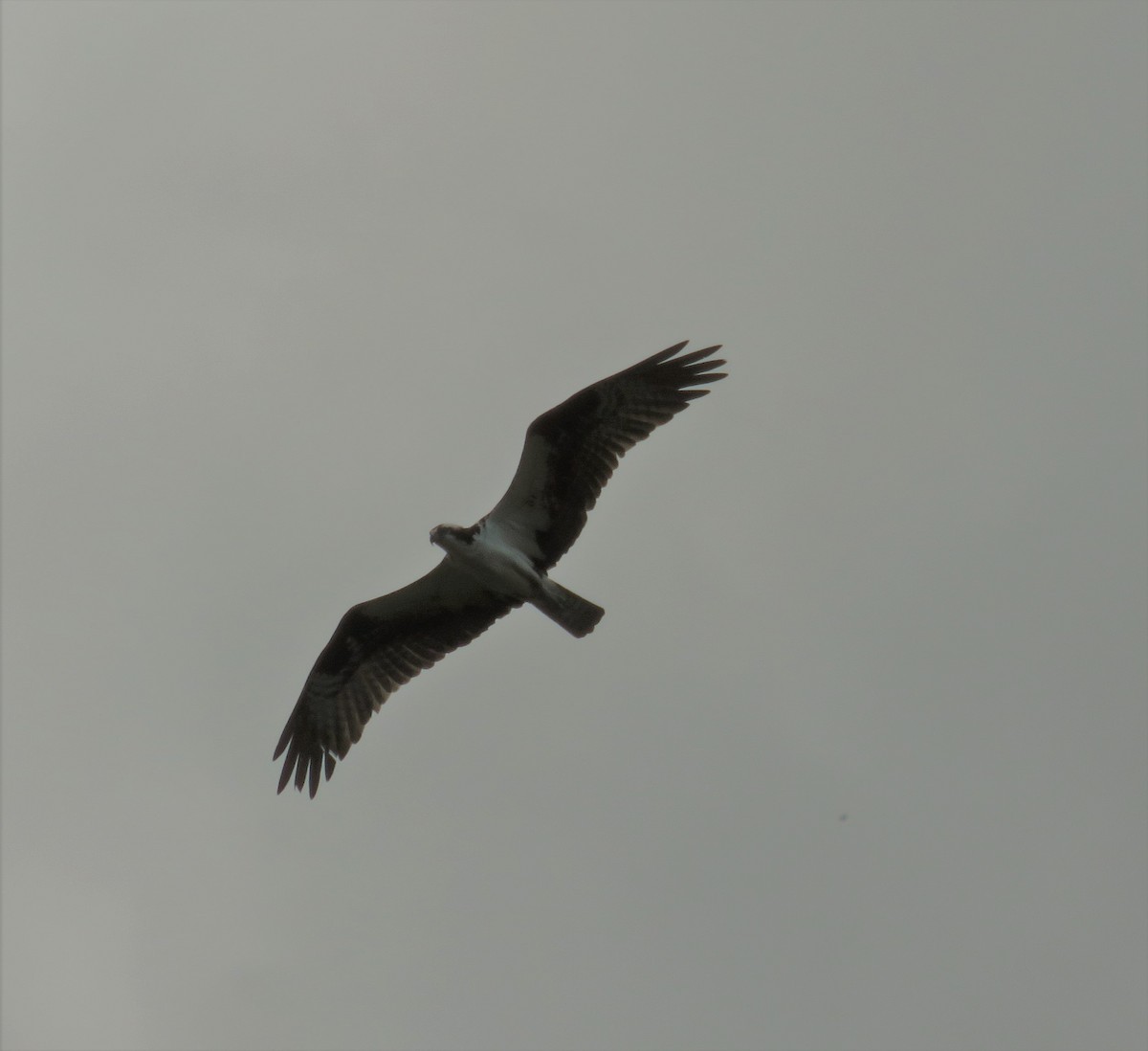 Águila Pescadora - ML352296711