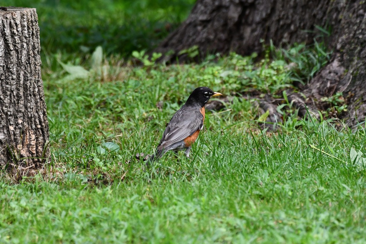 American Robin - ML352297571