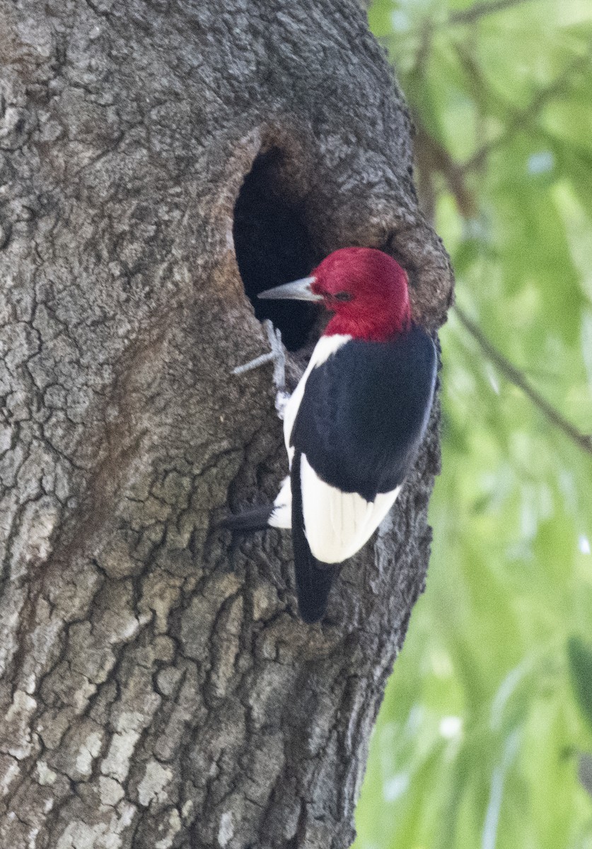 Red-headed Woodpecker - Vanessa Woodlock