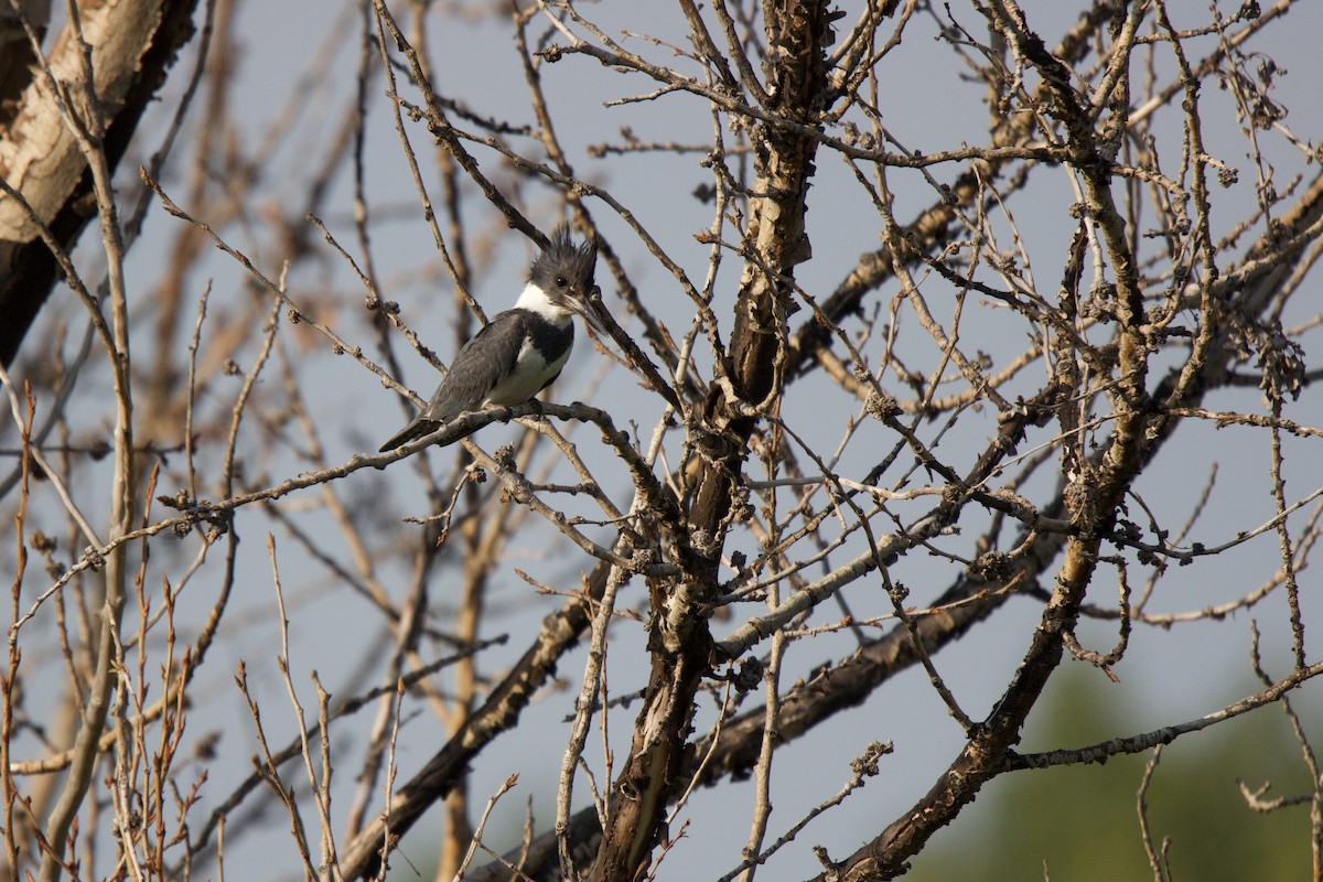 Belted Kingfisher - ML352299031