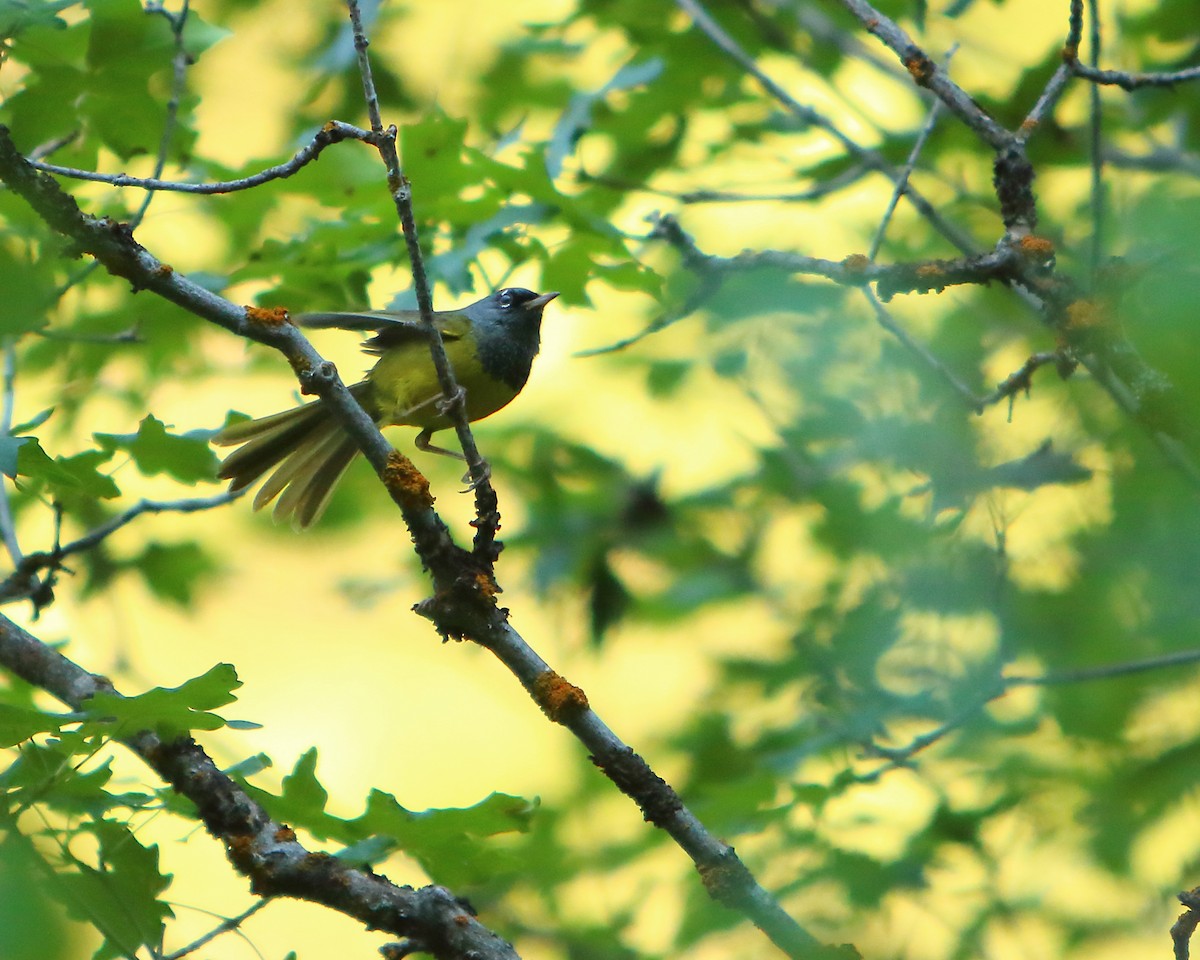 MacGillivray's Warbler - Cullen Clark