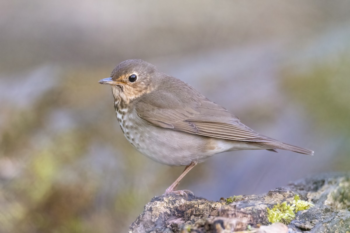 Swainson's Thrush - ML352301301