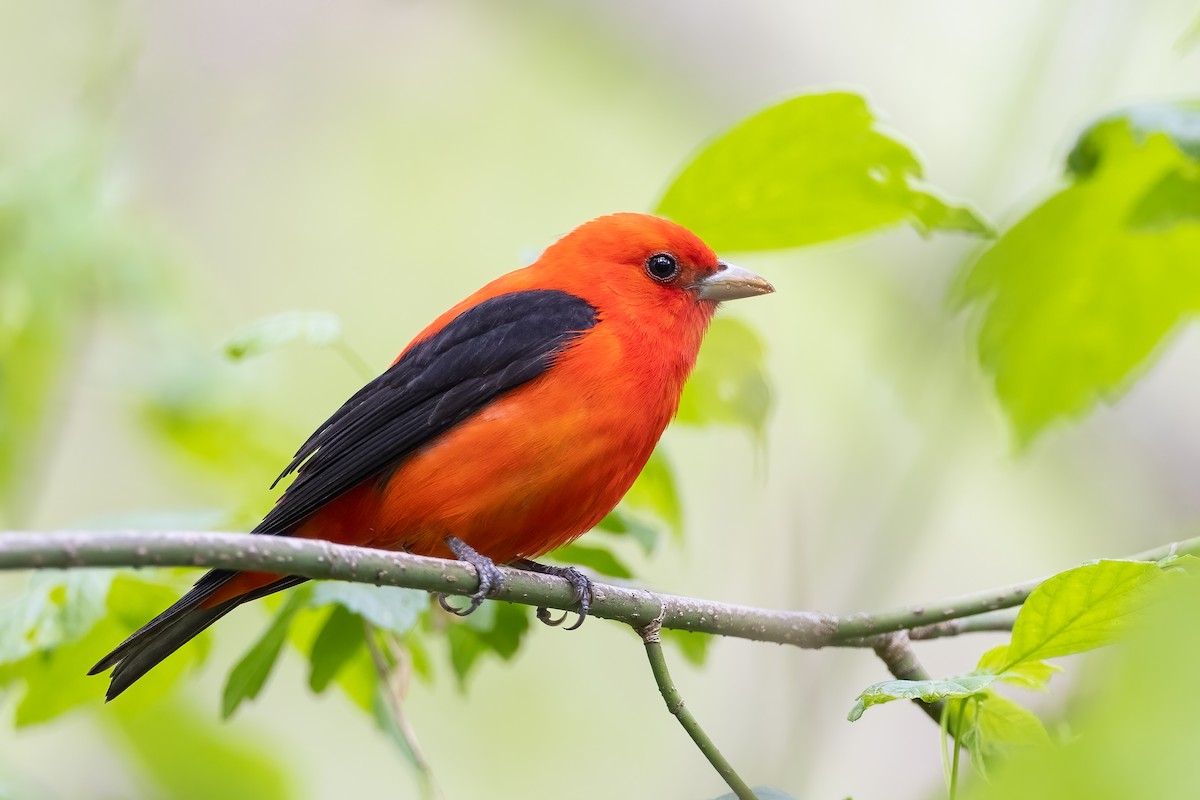 Scarlet Tanager - ML352301331