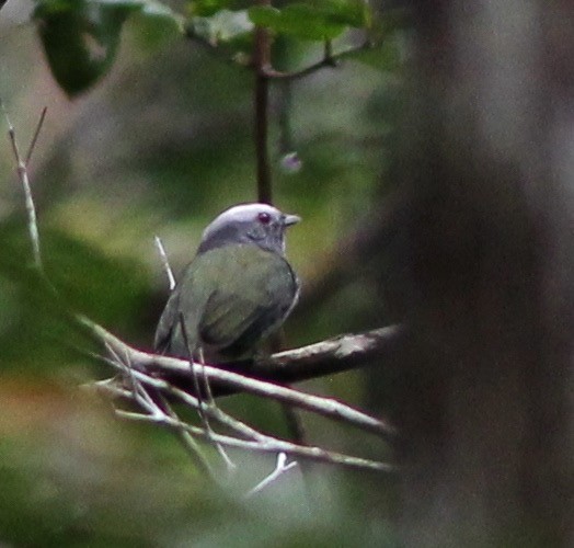 White-crowned Manakin - ML35230151