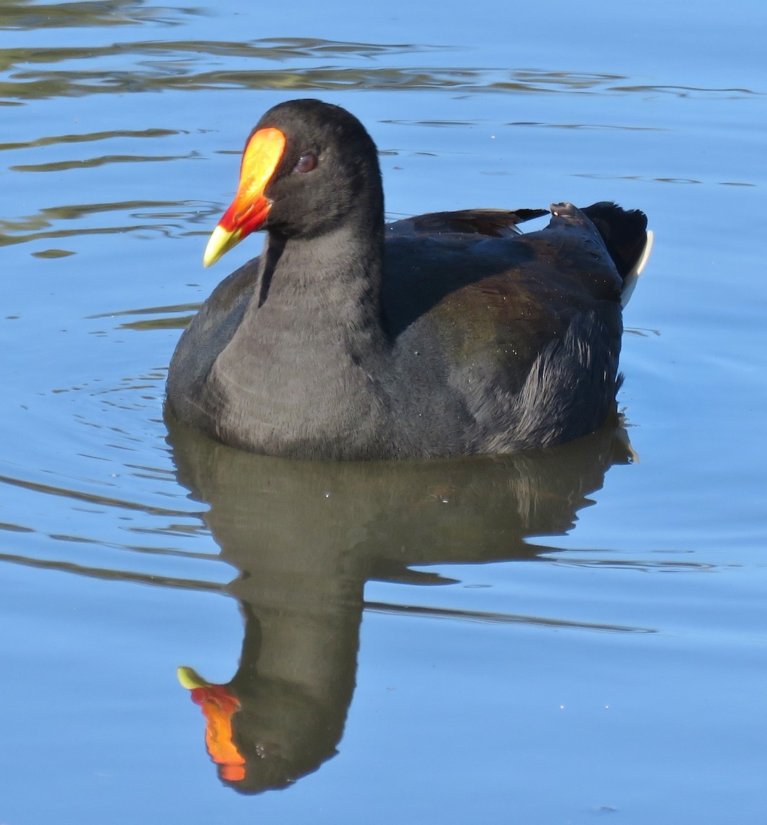 Dusky Moorhen - Alan Coates