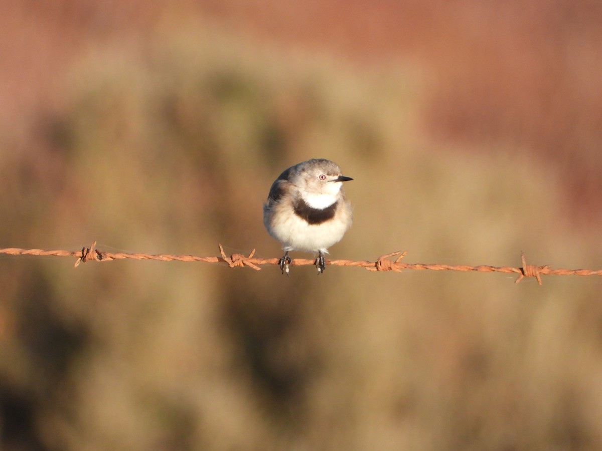 White-fronted Chat - ML352302931