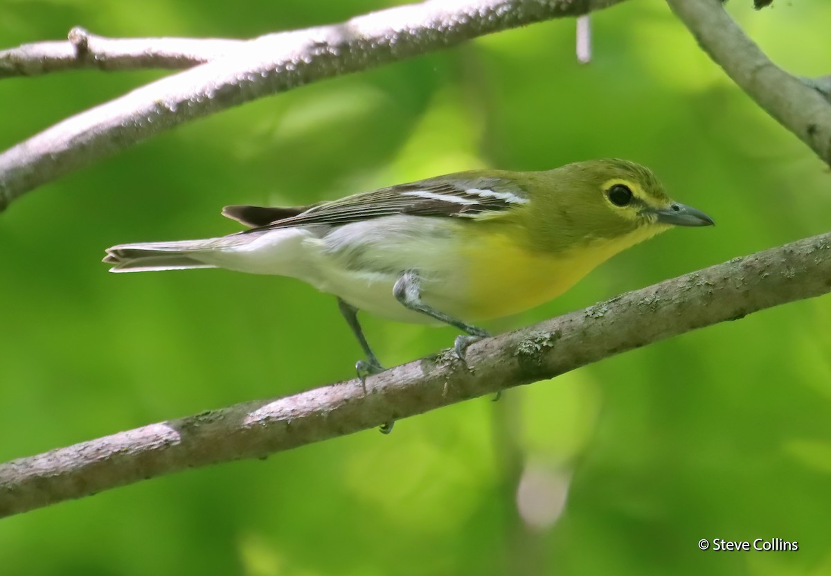 Yellow-throated Vireo - ML352302971