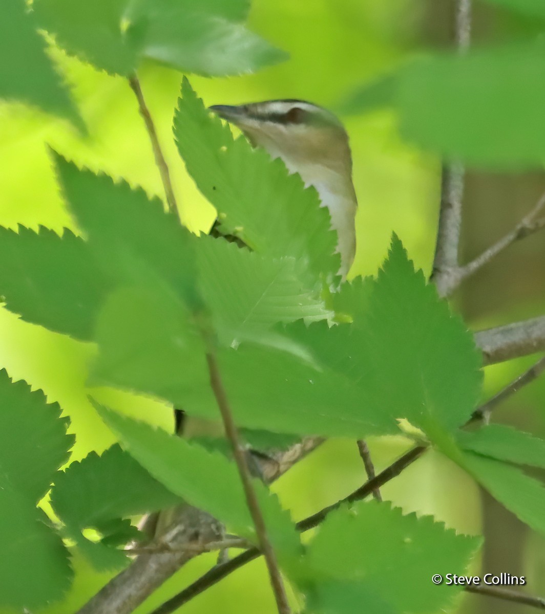 Red-eyed Vireo - Steve Collins