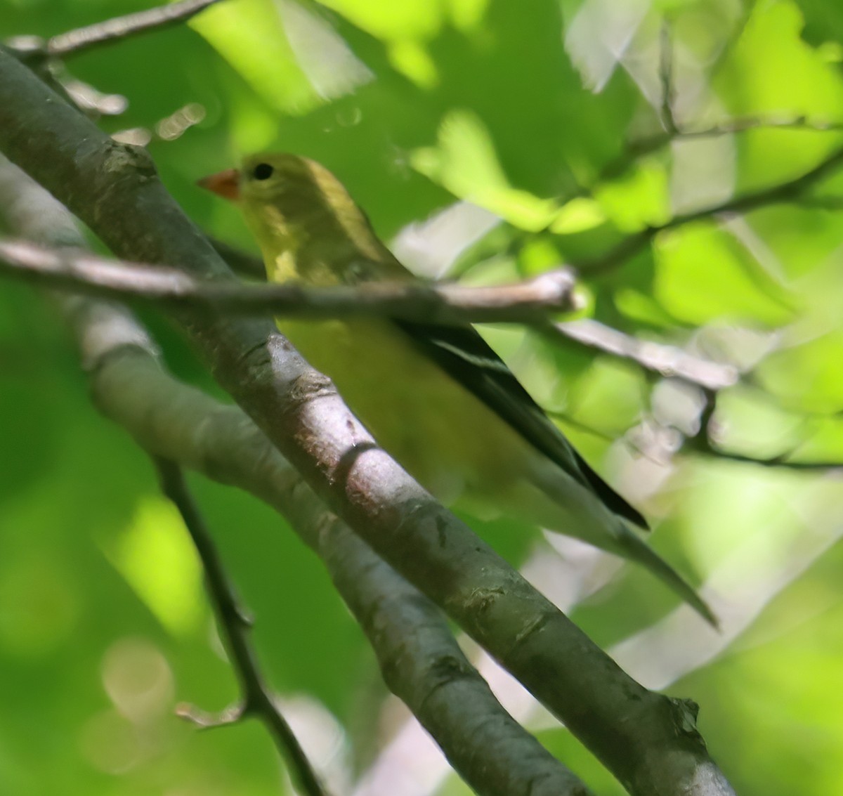 American Goldfinch - ML352303231