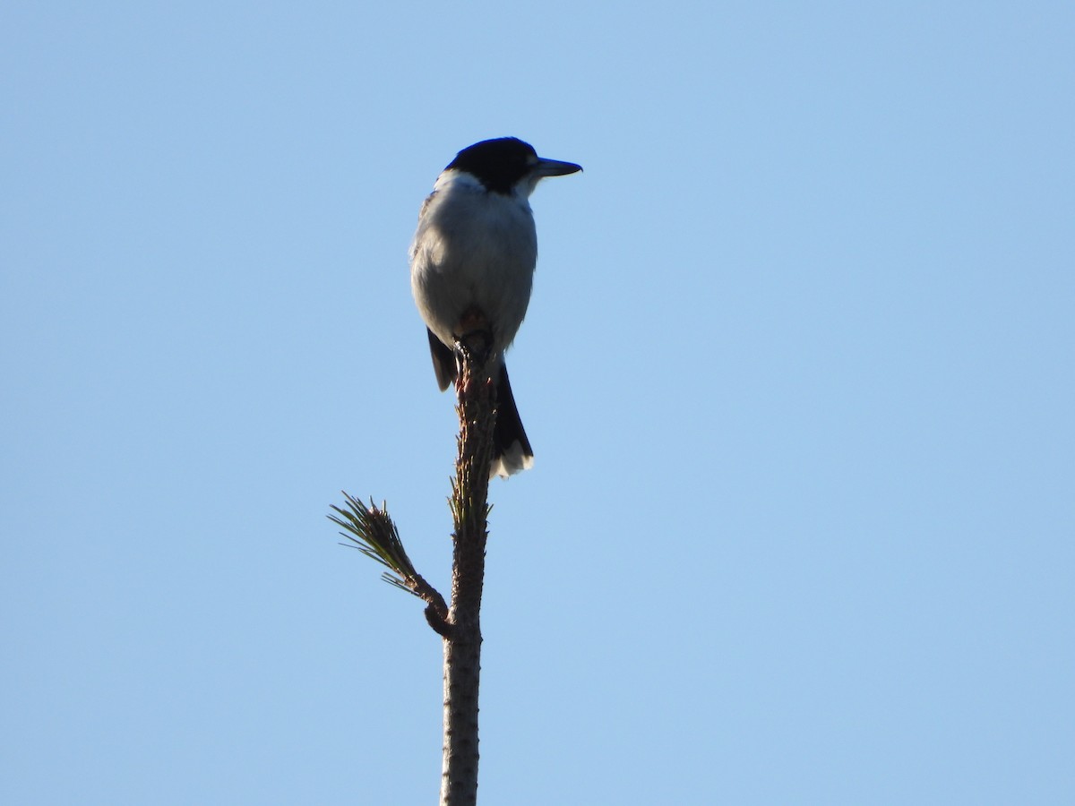 Gray Butcherbird - ML352303311