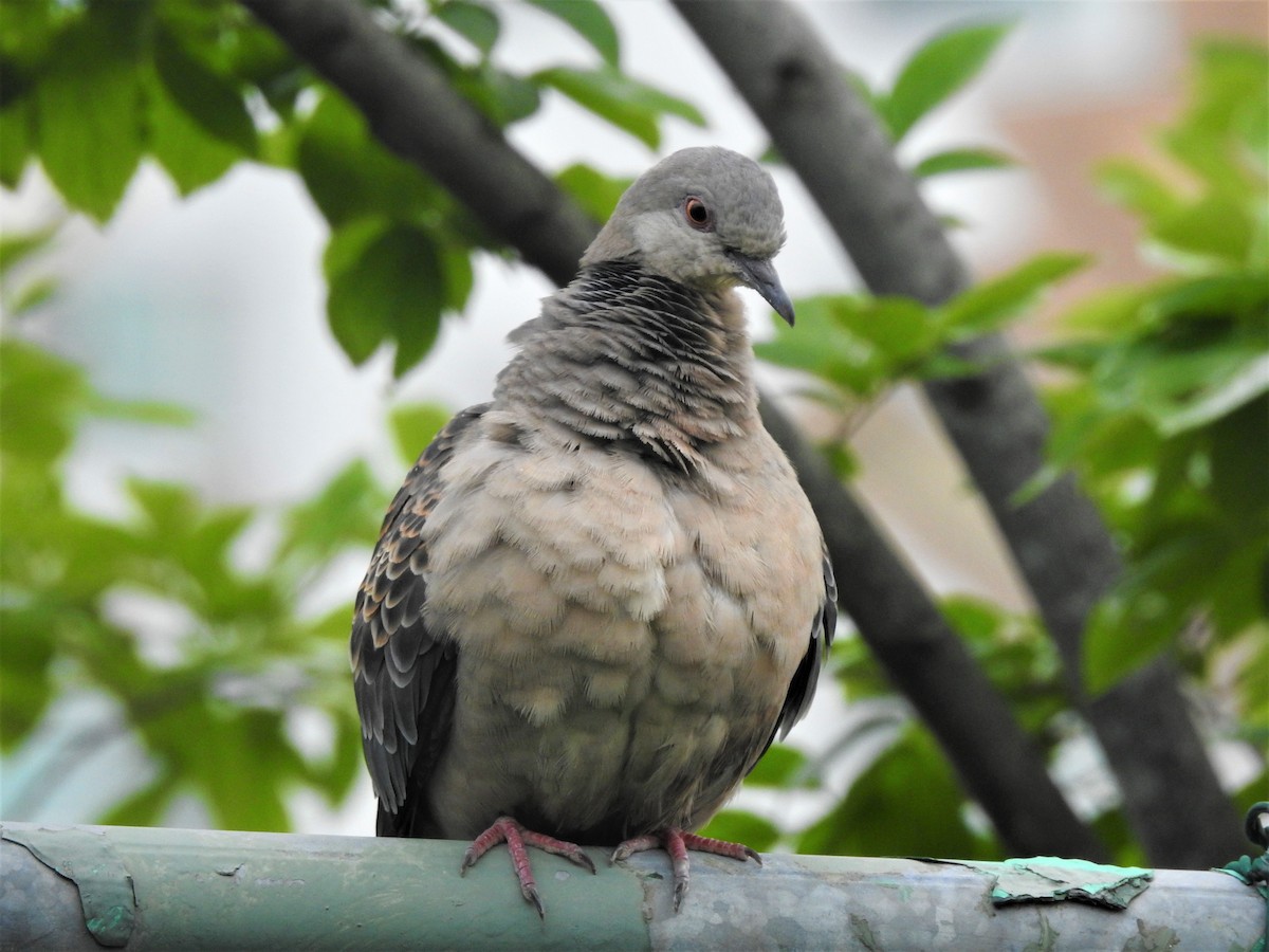 Oriental Turtle-Dove - jay hyun seo