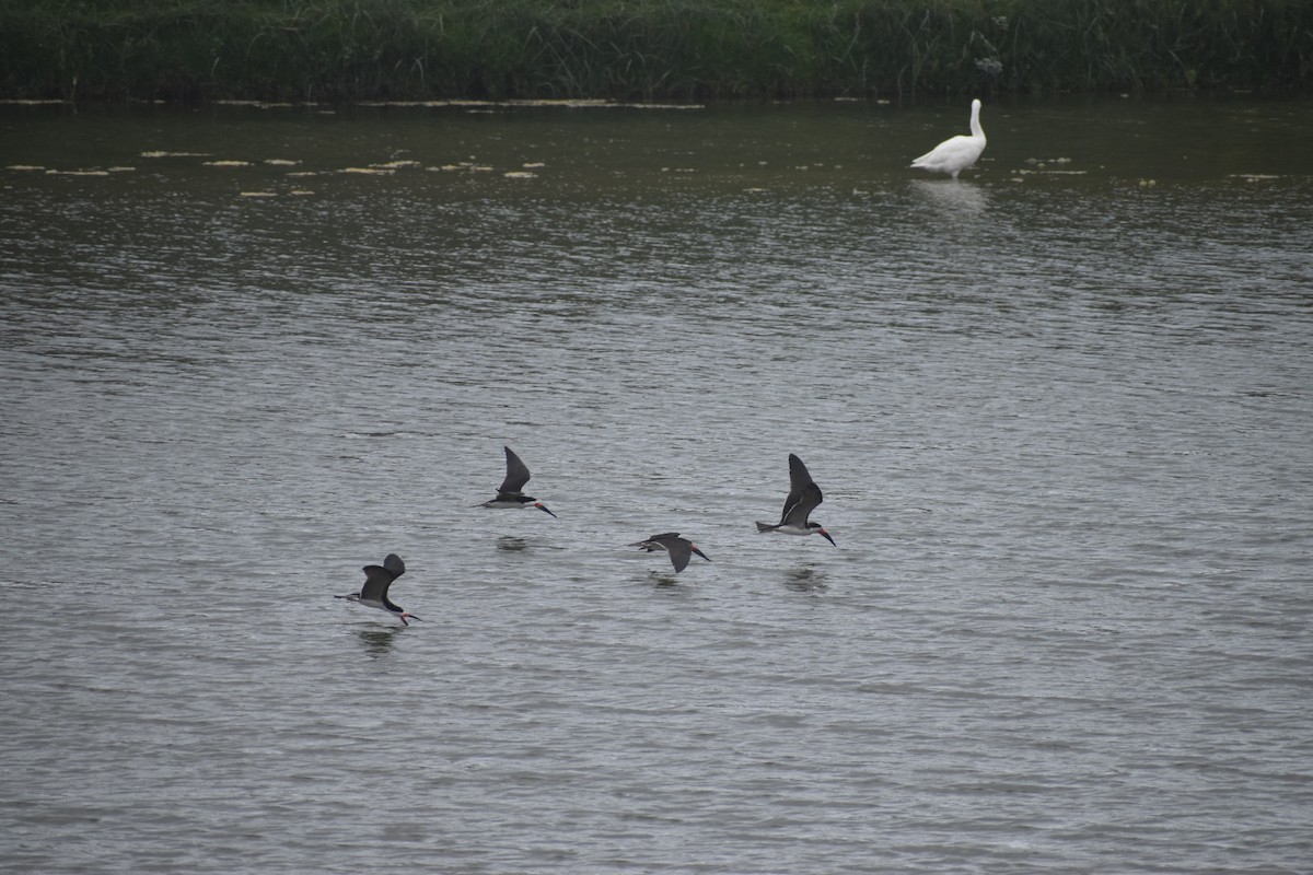 Black Skimmer - ML352305251