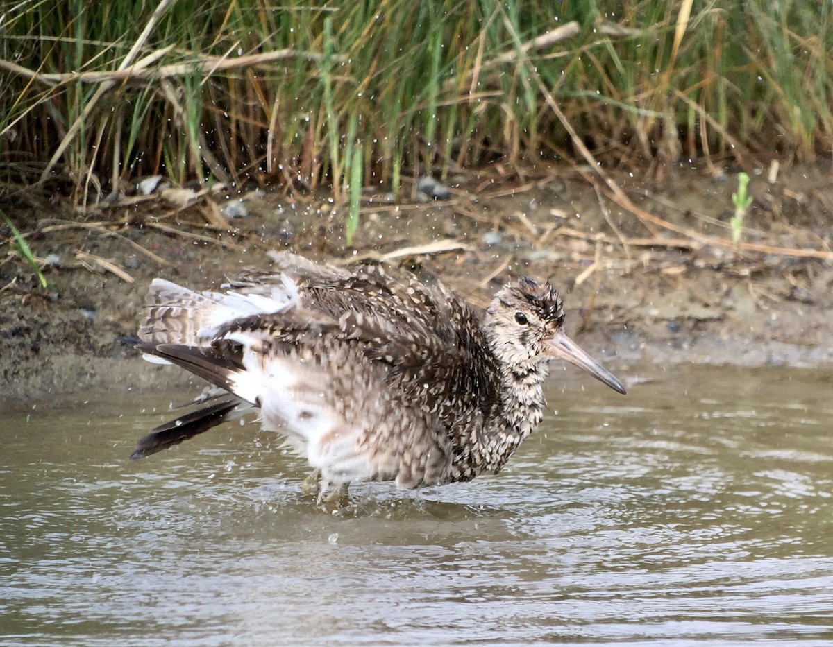 vodouš břehoušovitý (ssp. semipalmata) - ML352305971