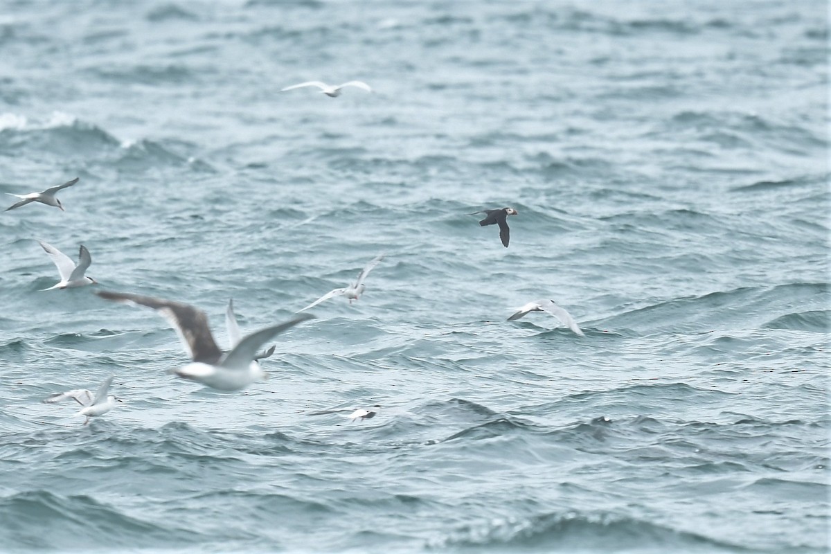 Atlantic Puffin - ML352307831