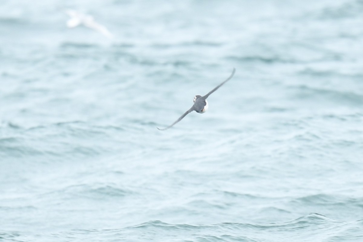 Atlantic Puffin - ML352307841