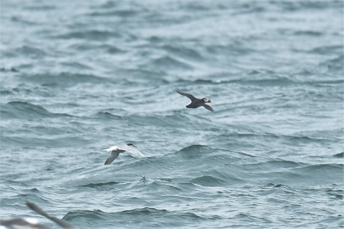 Atlantic Puffin - ML352307861