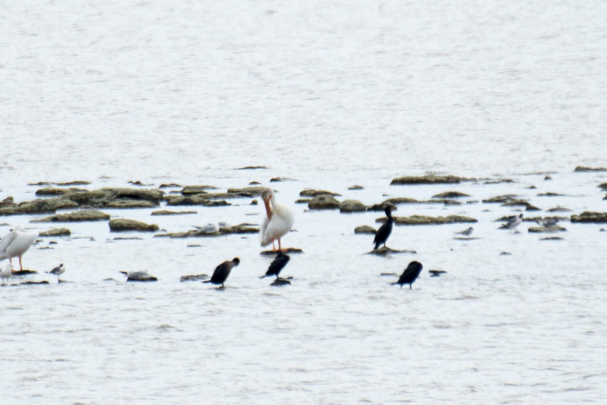 Double-crested Cormorant - ML352309471