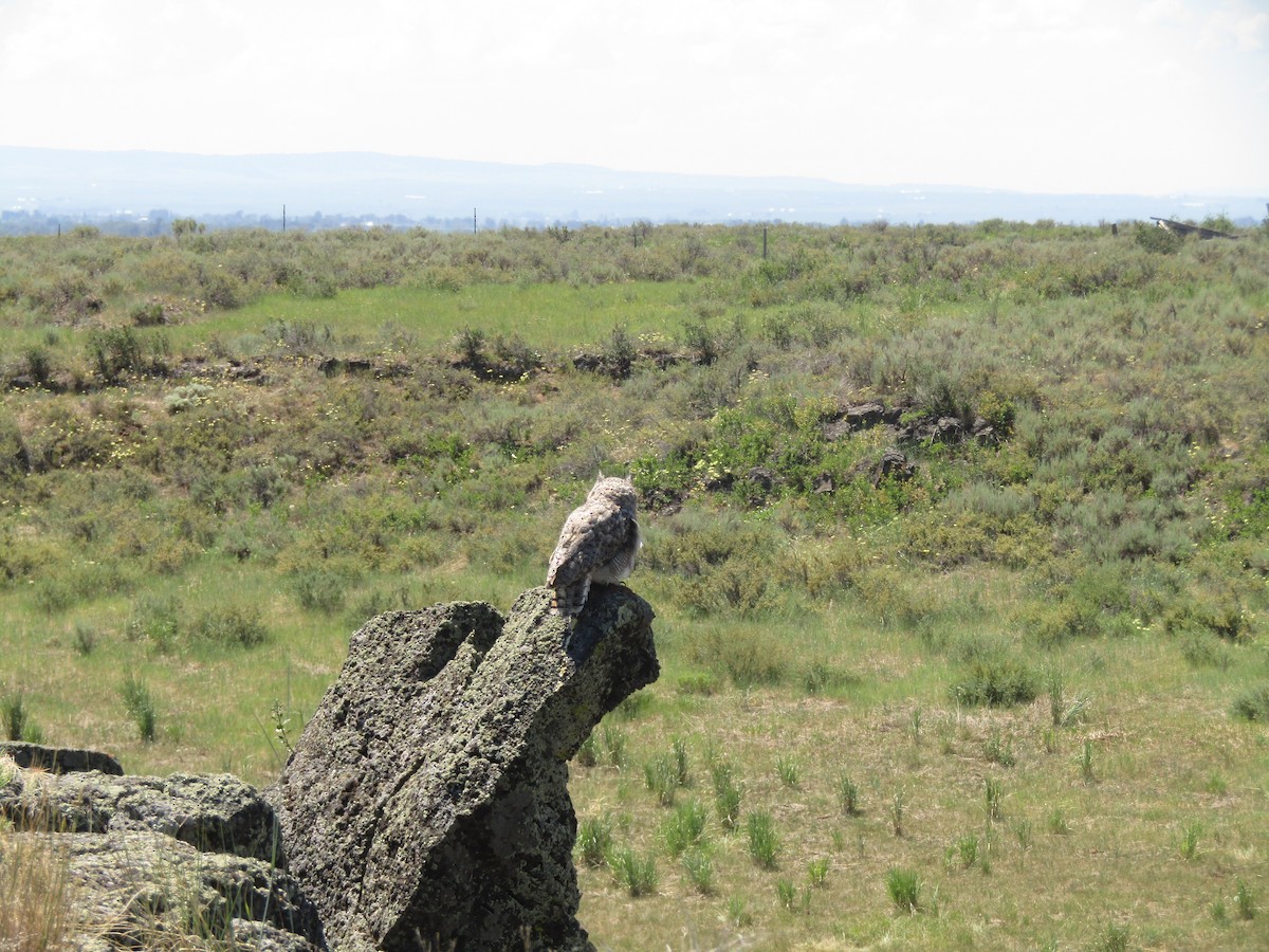 Great Horned Owl - ML352312791