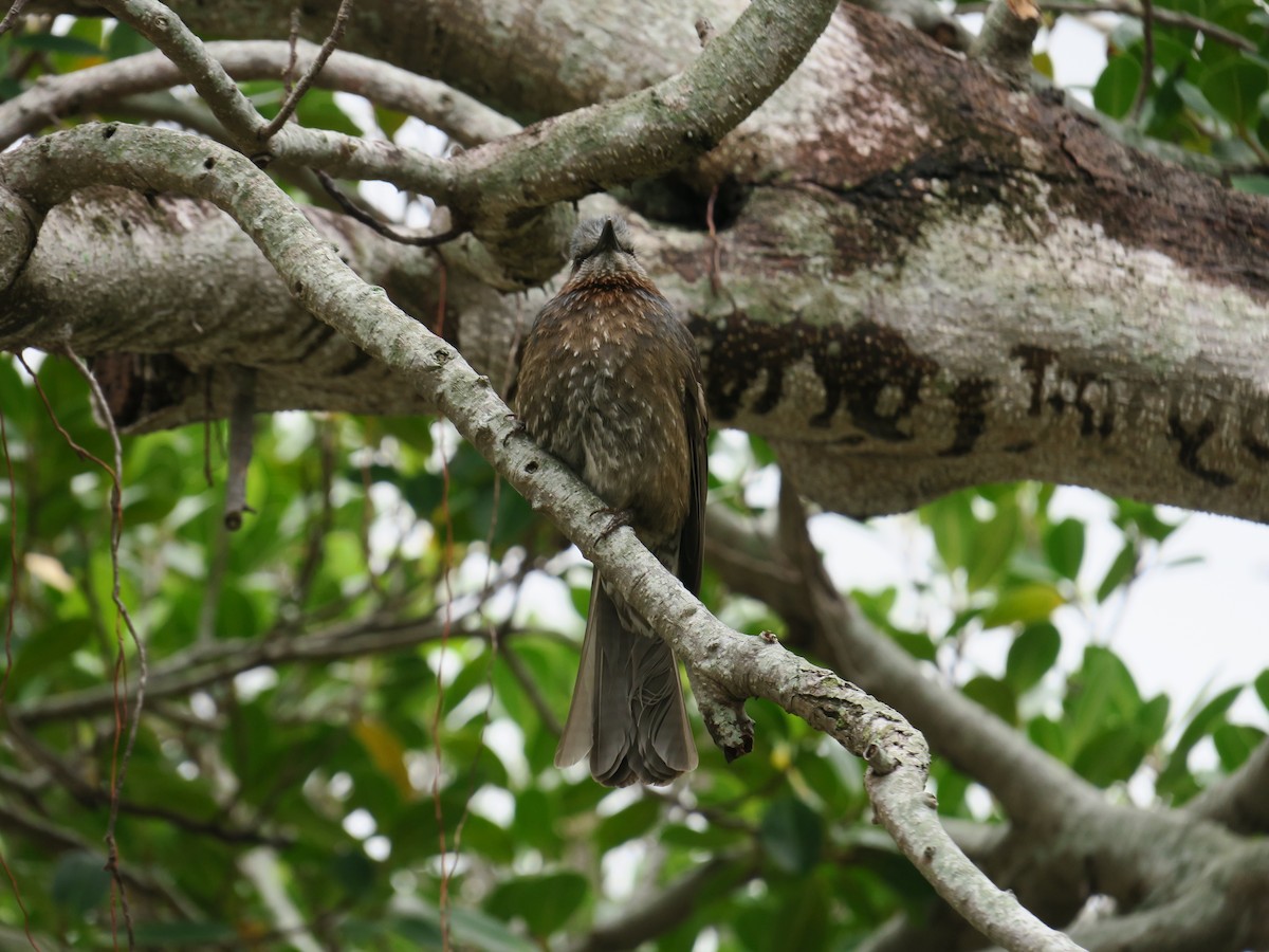 Brown-eared Bulbul - Jian-Long(建龍) WU(吳)