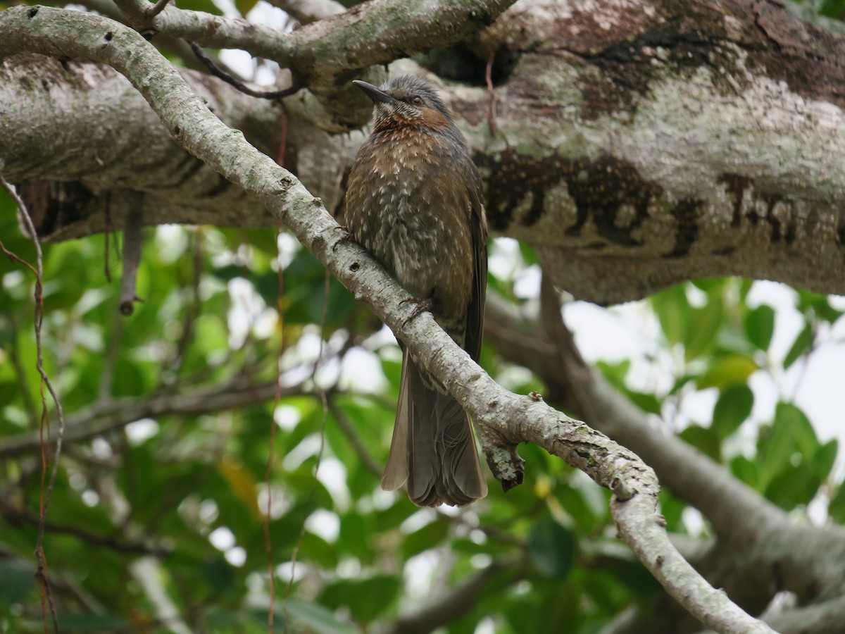 Bulbul à oreillons bruns - ML352313361