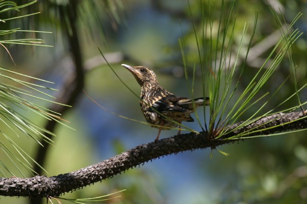 Aztec Thrush - Kurt Radamaker