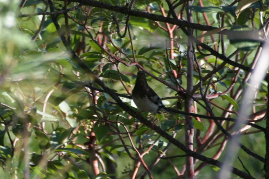 Aztec Thrush - Kurt Radamaker