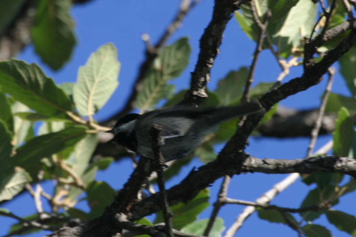 Mexican Chickadee - Kurt Radamaker