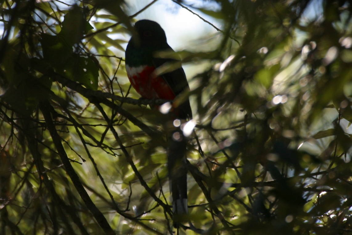 Trogon montagnard - ML352315491