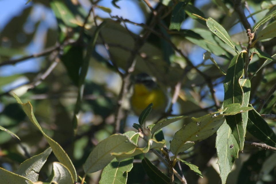 Crescent-chested Warbler - Kurt Radamaker