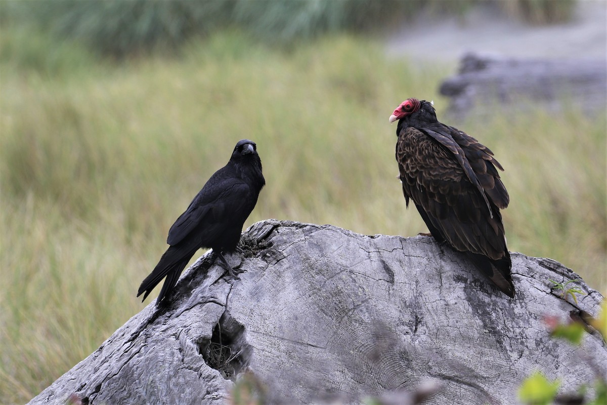 Turkey Vulture - ML352316791