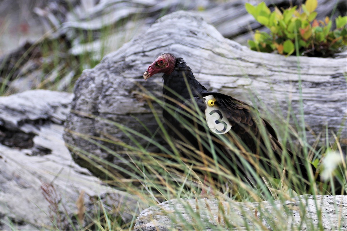 Turkey Vulture - ML352316801