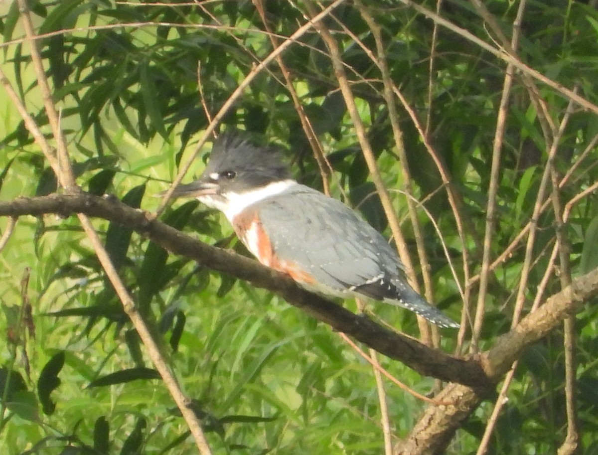 Belted Kingfisher - ML352318611